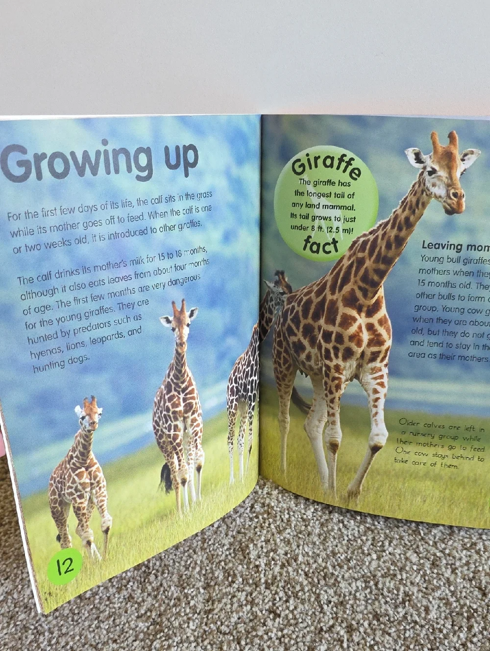 Children's Animal Book Set Dangerous Animals, Elephants, Bears, Giraffes, Rhinos